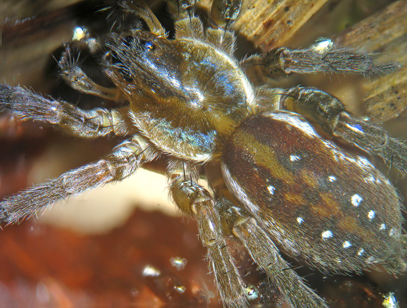 Pirata sp.